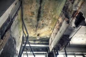 Why You Should Choose Our Mold Remediation Services in Montgomery, WV